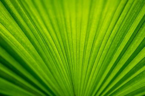 Green leaves background with pattern and space for text Stock Photos