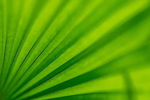 Green leaves background with pattern and space for text Foto stock