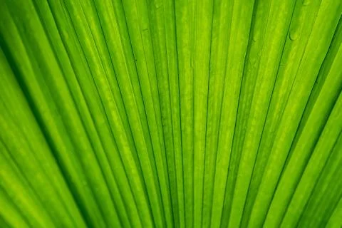 Green leaves background with pattern and space for text Stock Photos