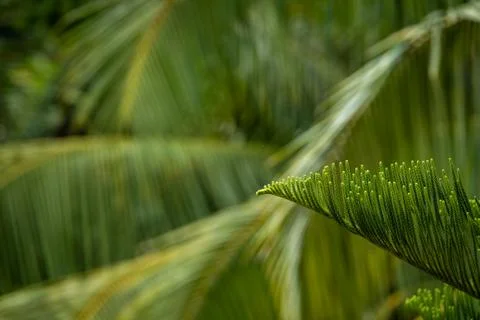 Green leaves background with pattern and space for text 스톡 사진