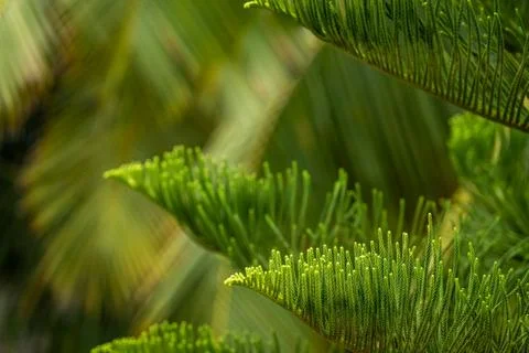 Green leaves background with pattern and space for text Stock Photos