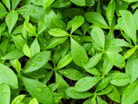 Green Leaves Background Pattern Texture Nature Design Wall Leaf Growth 写真素材