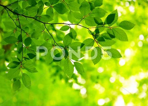 Green leaves background Stock-Fotos