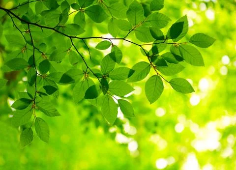 Green leaves background Foto stock