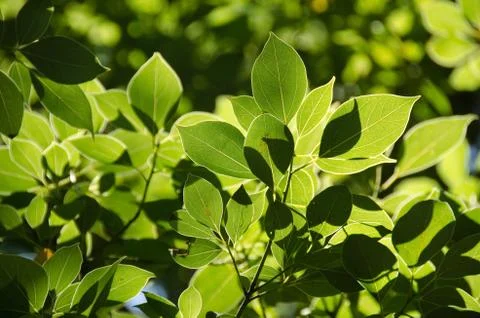 Green leaves background Stock Photos