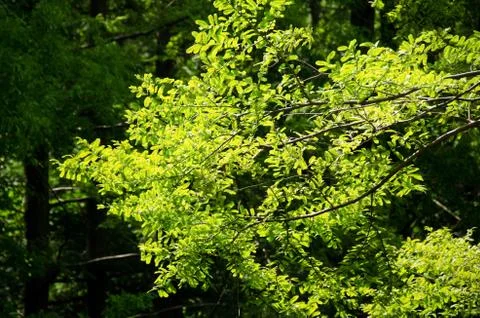 Green leaves background Stock Photos