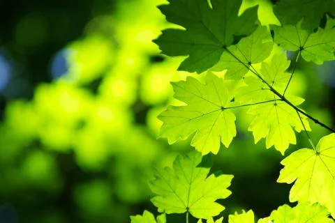 Green leaves background Stock Photos