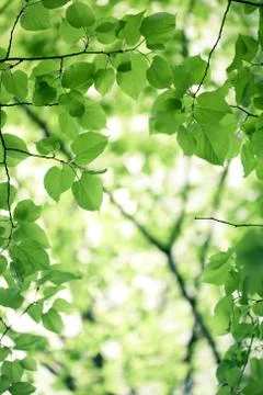Green leaves background Stock-Fotos