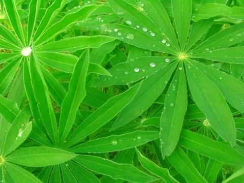 Green leaves background Stock Photos