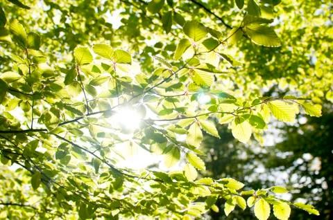 Green leaves background Stock Photos