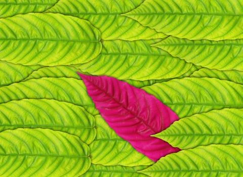 Green leaves background Stock Photos