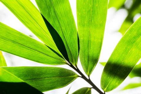 Green leaves for background Stock Photos
