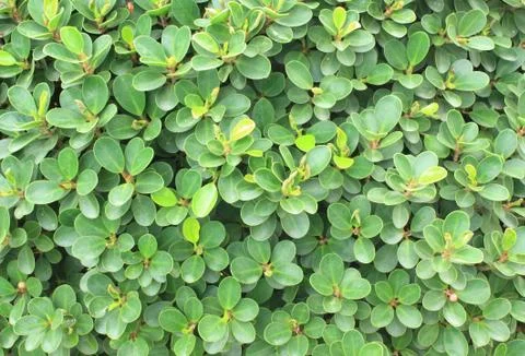 Green leaves background Stock Photos