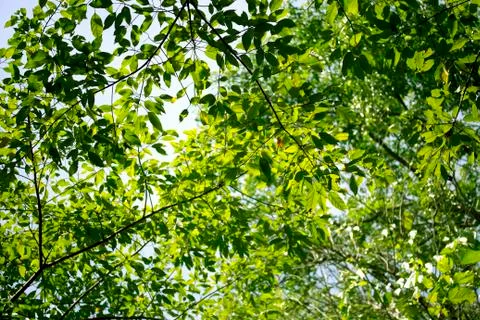 Green leaves background 库存照片