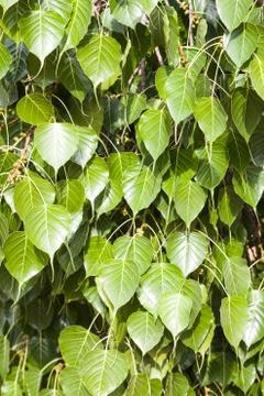 Green leaves background Stock Photos