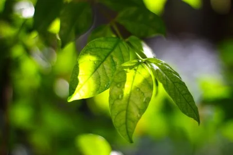 Green leaves background Stock Photos