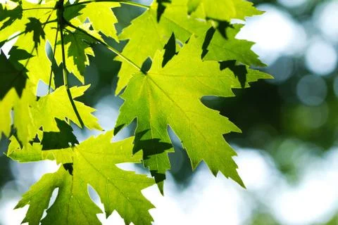 Green leaves background Foto stock