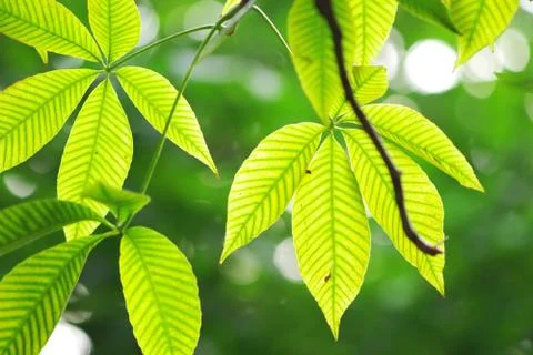 Green leaves background Stock Photos