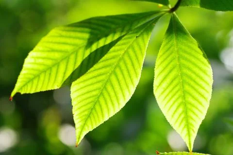 Green leaves background Stock Photos