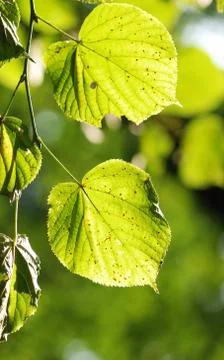 Green leaves background Stock Photos