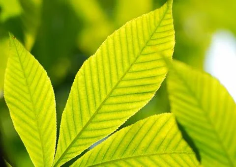 Green leaves background Stock Photos