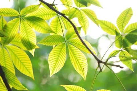 Green leaves background Stock Photos