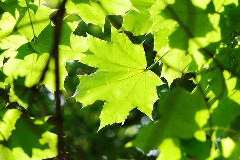 Green leaves background Stock Photos