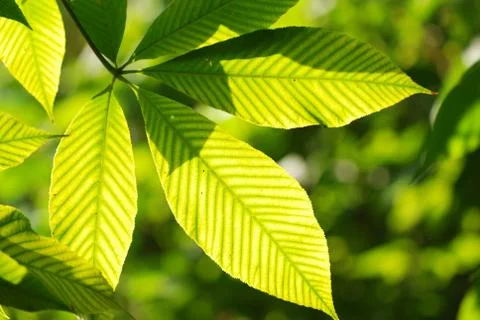 Green leaves background Stock Photos