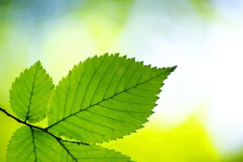 Green leaves background Stock Photos