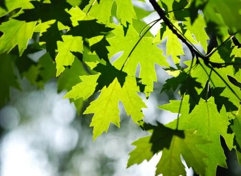 Green leaves background Stock Photos