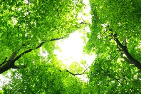 Green leaves background Foto stock