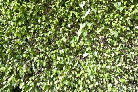 Green leaves background Stock Photos