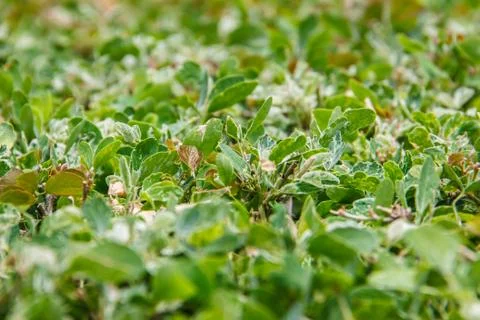 Green leaves background Stock Photos