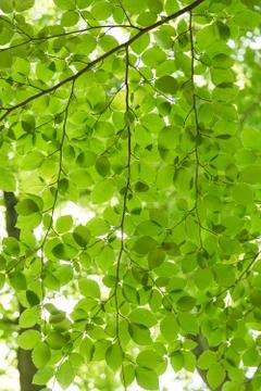 Green leaves background Stock Photos