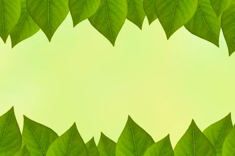 Green leaves background Stock Photos