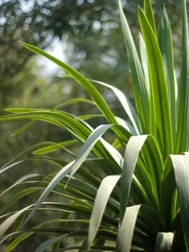 Green leaves background Stock Photos