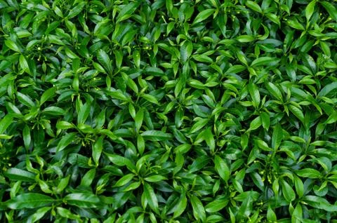 Green leaves background Stock Photos