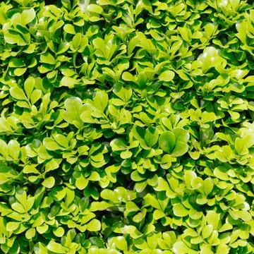 Green leaves background Stock Photos