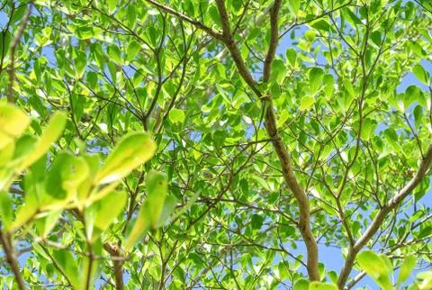 Green leaves background. Foto stock