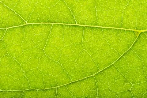 Green leaves background Foto stock