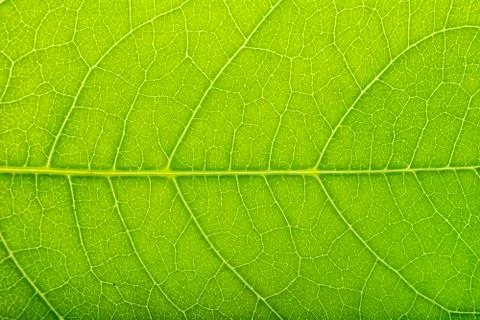 Green leaves background 스톡 사진