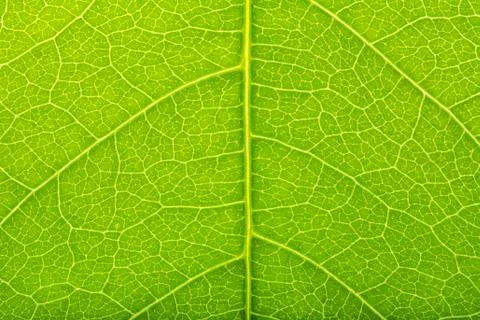 Green leaves background Stock Photos