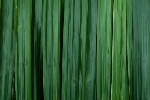 Green leaves background Stock Photos