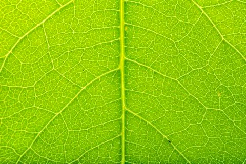 Green leaves background Stock Photos