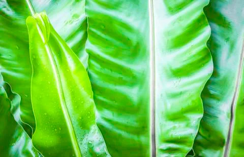 Green leaves background Stock Photos