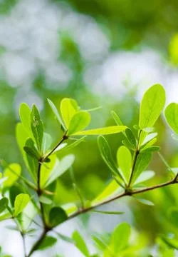 Green leaves background Stock Photos