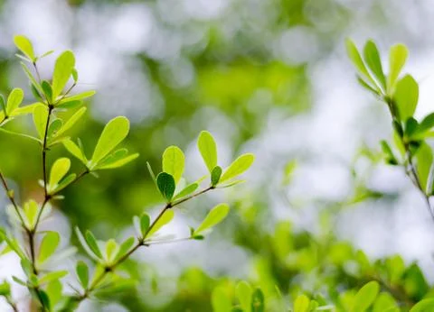 Green leaves background Foto stock