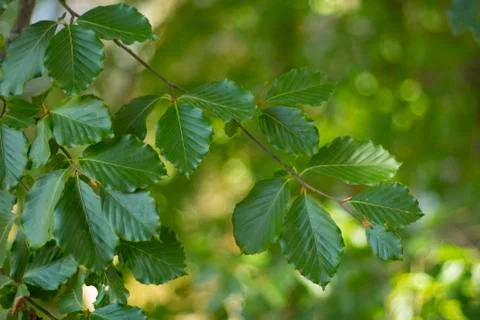 Green leaves background Stock Photos