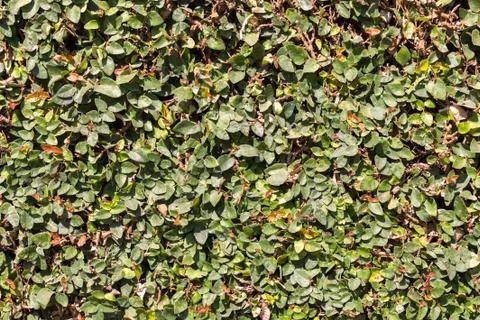 Green leaves background Stock Photos