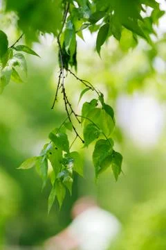 Green leaves background Stock Photos